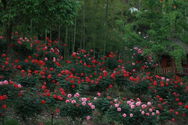 “疫情”过后，春暖花开——盛山植物园开园啦！“AG体育官方下载”(图3)