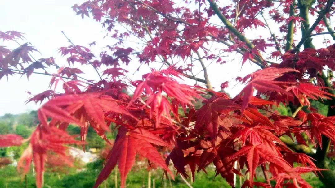 雷火电竞在线登录官网_“疫情”过后，春暖花开——盛山植物园开园啦！(图9)