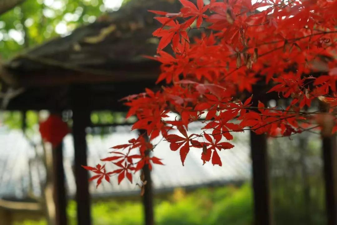 雷火电竞在线登录官网_“疫情”过后，春暖花开——盛山植物园开园啦！(图10)