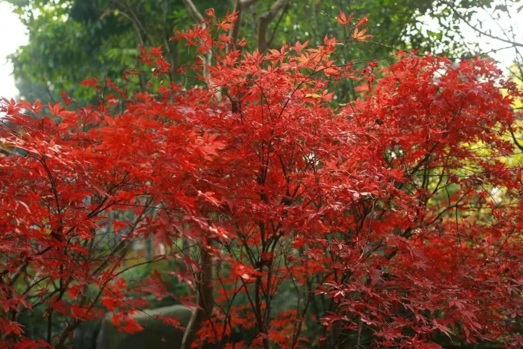 雷火电竞在线登录官网_“疫情”过后，春暖花开——盛山植物园开园啦！(图12)