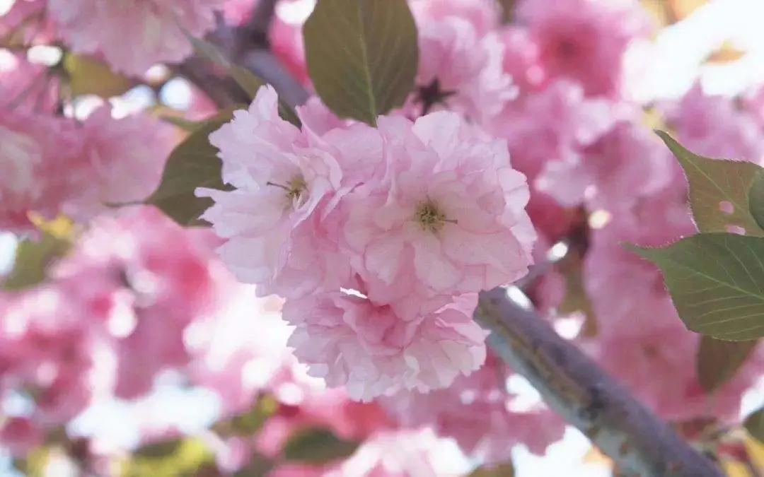 雷火电竞在线登录官网_“疫情”过后，春暖花开——盛山植物园开园啦！(图15)