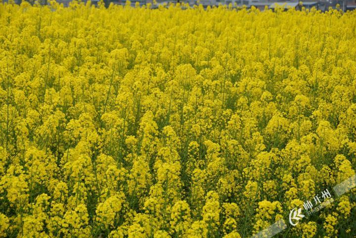 泛亚电竞官网：温泉镇2000亩油菜花开了！正是赏花好时节(图6)