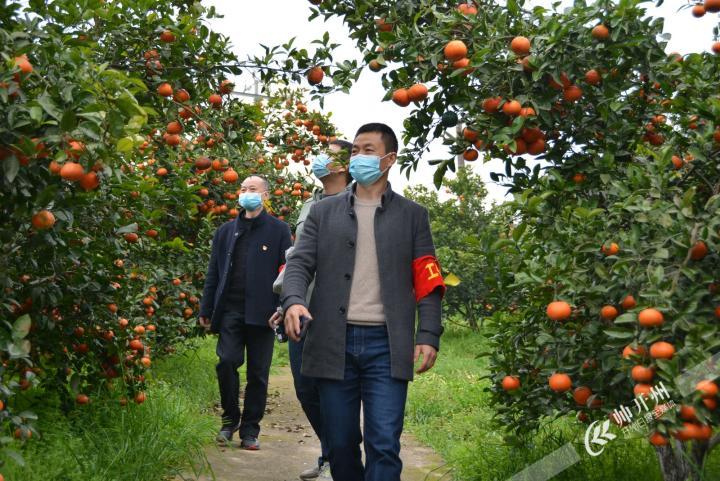 丰乐街道黄陵村900亩开县春橙，等你来采摘！距开州城区仅车程半小时！_半岛官方下载地址(图2)