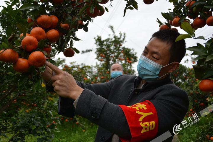 丰乐街道黄陵村900亩开县春橙，等你来采摘！距开州城区仅车程半小时！_半岛官方下载地址(图5)