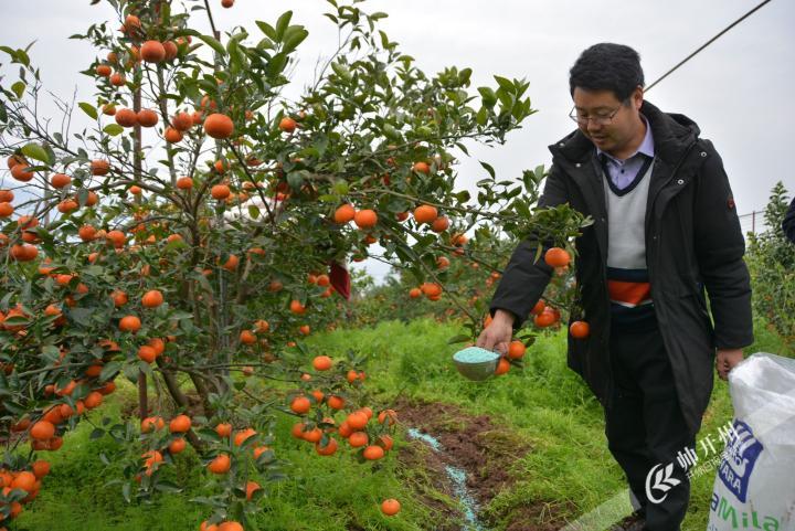 丰乐街道黄陵村900亩开县春橙，等你来采摘！距开州城区仅车程半小时！_半岛官方下载地址(图6)