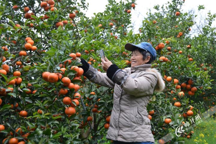 丰乐街道黄陵村900亩开县春橙，等你来采摘！距开州城区仅车程半小时！_半岛官方下载地址(图7)