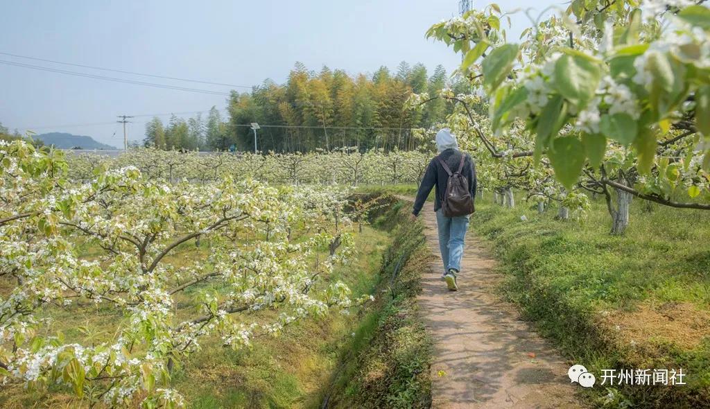 泛亚电竞官网_开州这个地方2000余亩梨花竞艳，本周末进入最佳观赏期尾期，喜欢的赶紧去！(图6)