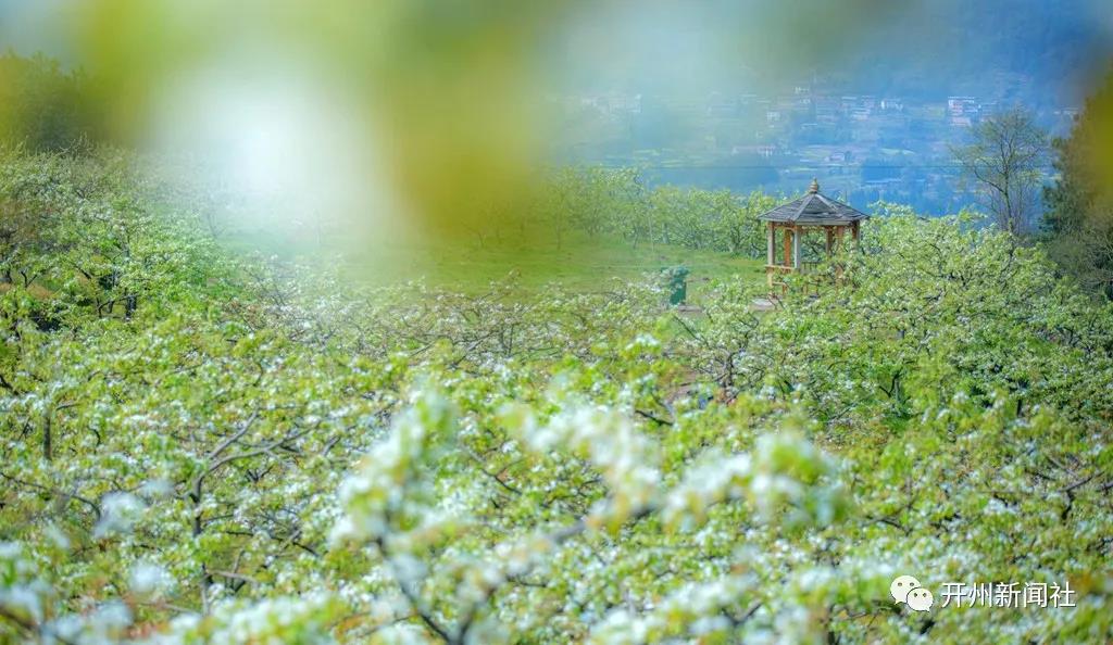 ‘ag九游会’开州这个地方2000余亩梨花竞艳，本周末进入最佳观赏期尾期，喜欢的赶紧去！(图5)