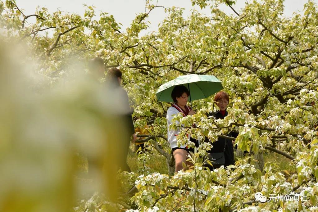 泛亚电竞官网_开州这个地方2000余亩梨花竞艳，本周末进入最佳观赏期尾期，喜欢的赶紧去！(图8)