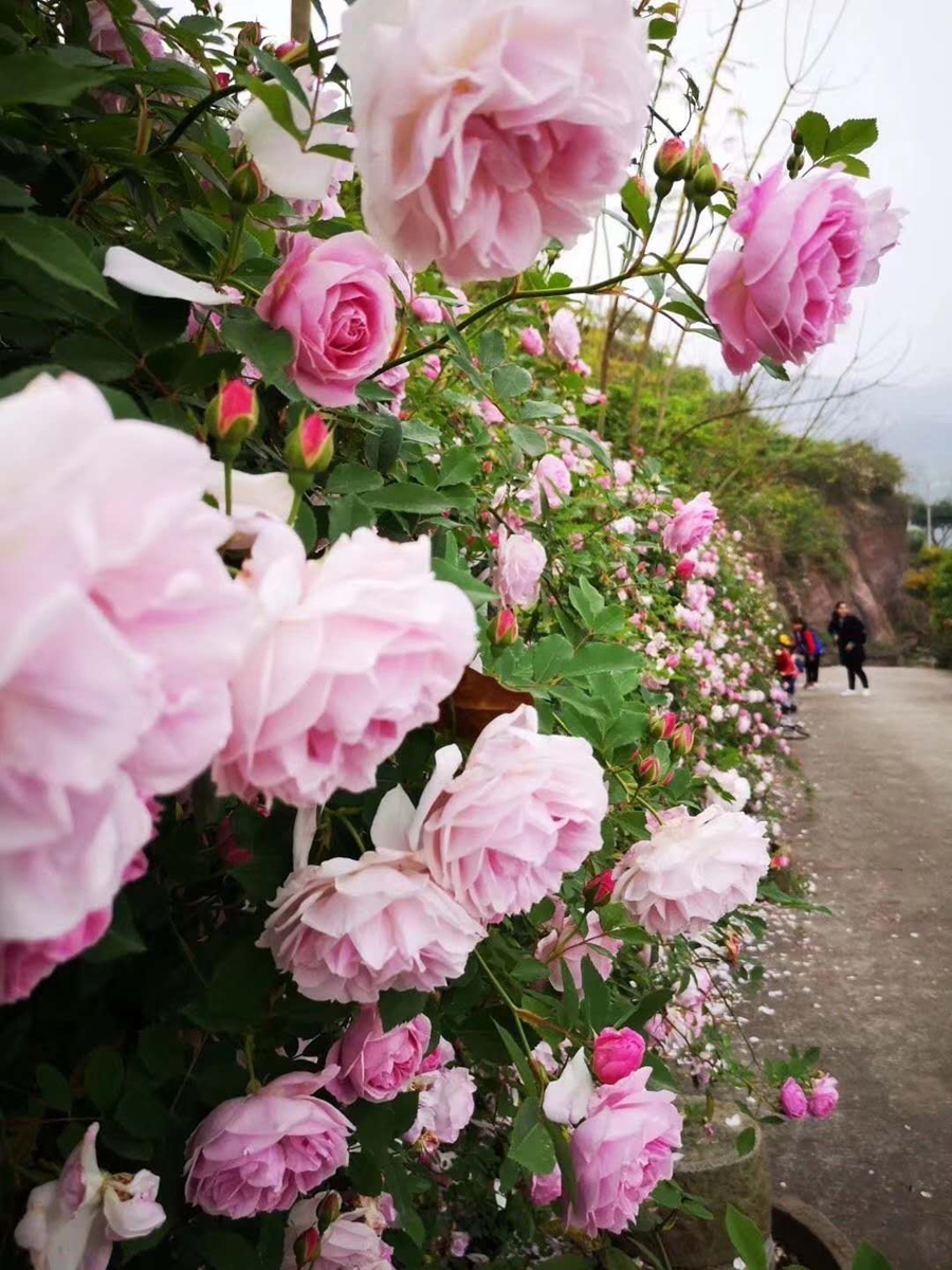 【半岛官方下载】周末去赏花！开州盛山植物园200亩玫瑰月季花开得正浓！(图2)