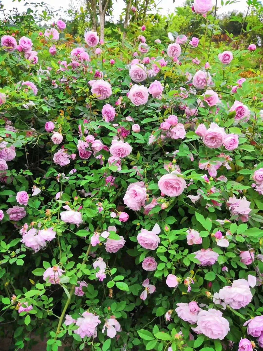 【半岛官方下载】周末去赏花！开州盛山植物园200亩玫瑰月季花开得正浓！(图5)