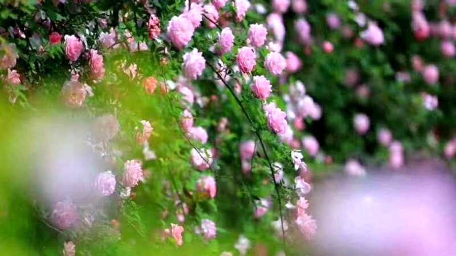 【半岛官方下载】周末去赏花！开州盛山植物园200亩玫瑰月季花开得正浓！