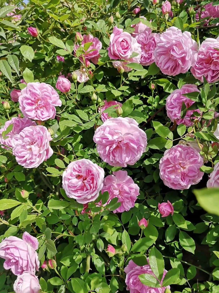 【半岛官方下载】周末去赏花！开州盛山植物园200亩玫瑰月季花开得正浓！(图6)