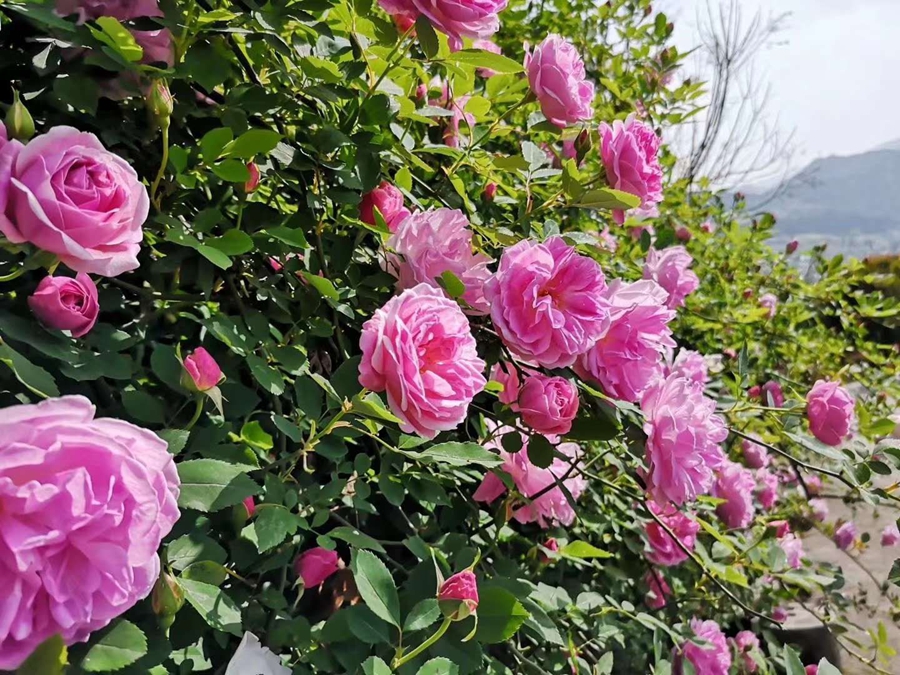 【半岛官方下载】周末去赏花！开州盛山植物园200亩玫瑰月季花开得正浓！(图4)