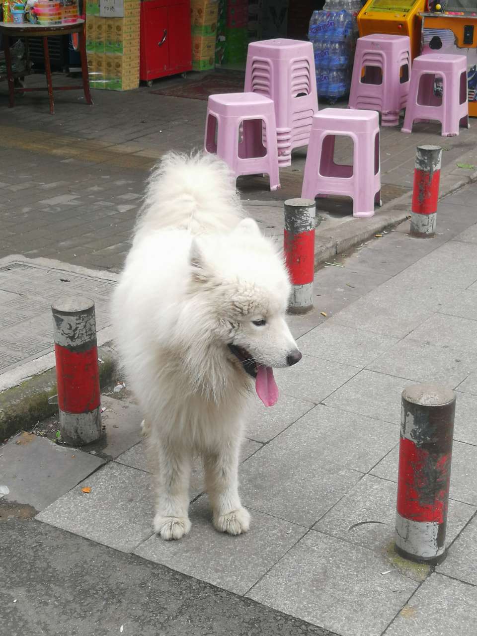 一只白色的大狗，不认识品种‘半岛官网App下载’(图1)