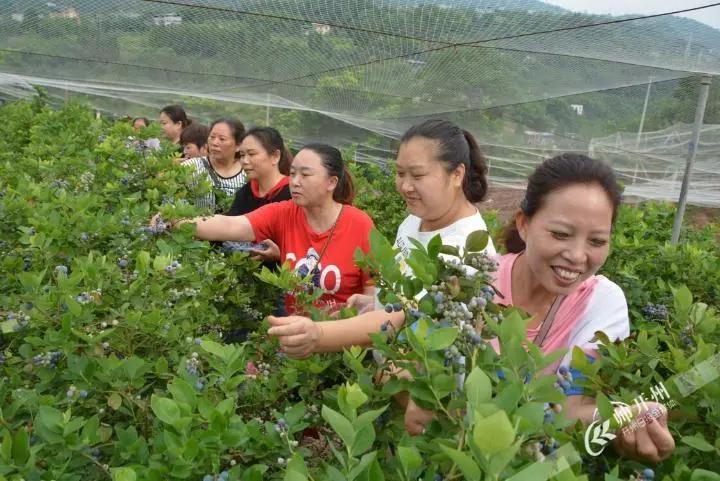 开州厚坝20亩蓝莓已经成熟啦！吃货们赶紧走起来吧！：九游会j9网站首页(图4)