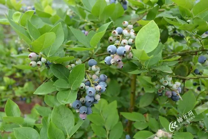 开州厚坝20亩蓝莓已经成熟啦！吃货们赶紧走起来吧！_半岛官方下载入口(图3)