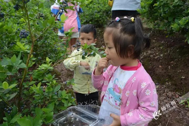 开州厚坝20亩蓝莓已经成熟啦！吃货们赶紧走起来吧！_半岛官方下载入口(图8)