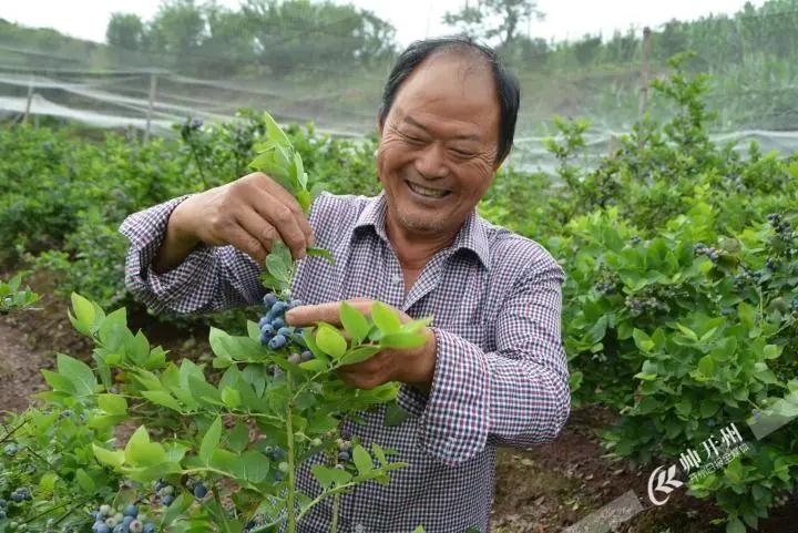 开州厚坝20亩蓝莓已经成熟啦！吃货们赶紧走起来吧！_半岛官方下载入口(图7)