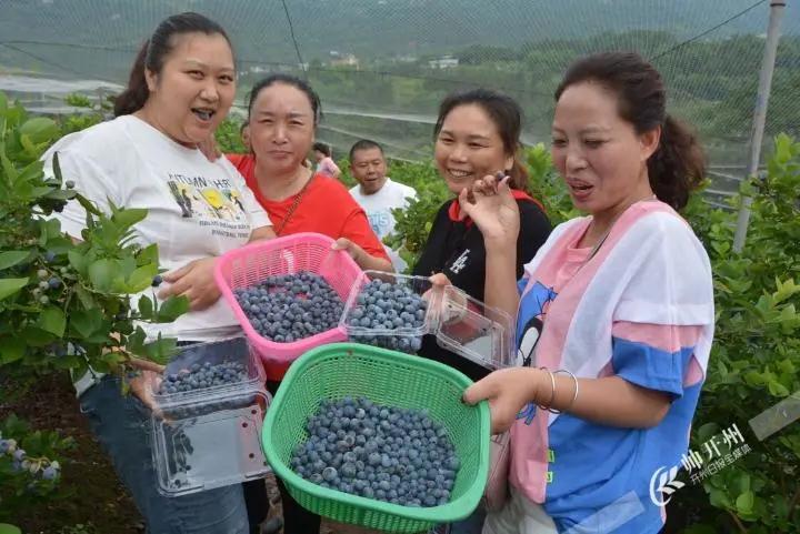 开州厚坝20亩蓝莓已经成熟啦！吃货们赶紧走起来吧！_半岛官方下载入口(图10)