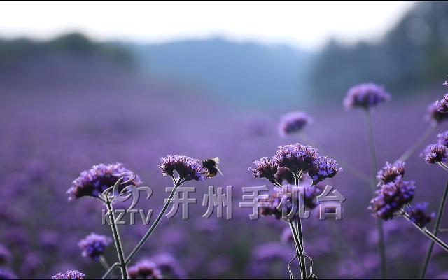 九游会ag真人官网：快来打卡！马鞭草、紫色花海，开车只要40分钟左右路程！(图5)