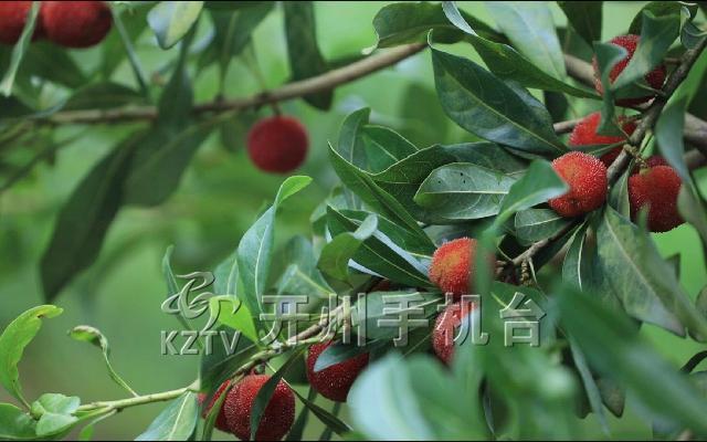 ‘雷火电竞首页’厚坝镇的杨梅熟了！满山杨梅红又甜，周末赶紧约起来