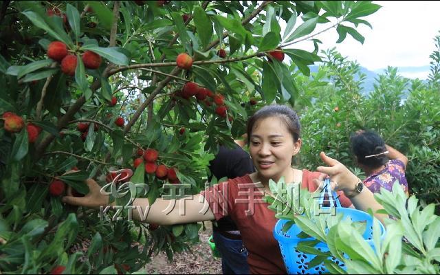 ‘雷火电竞首页’厚坝镇的杨梅熟了！满山杨梅红又甜，周末赶紧约起来(图3)