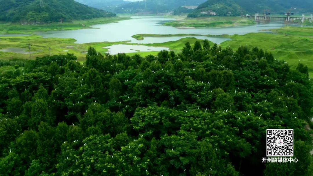 美丽画卷！数千鹭鸟栖息汉丰湖湿地（附航拍视频）‘HQ环球官方网站’