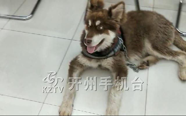 j9九游会官方登录：谁家狗丢了？红毛阿拉斯加雪橇犬，现在在镇东睡佛社区！