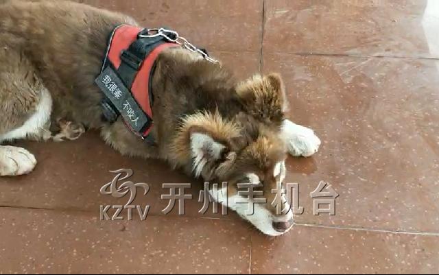 j9九游会官方登录：谁家狗丢了？红毛阿拉斯加雪橇犬，现在在镇东睡佛社区！(图4)