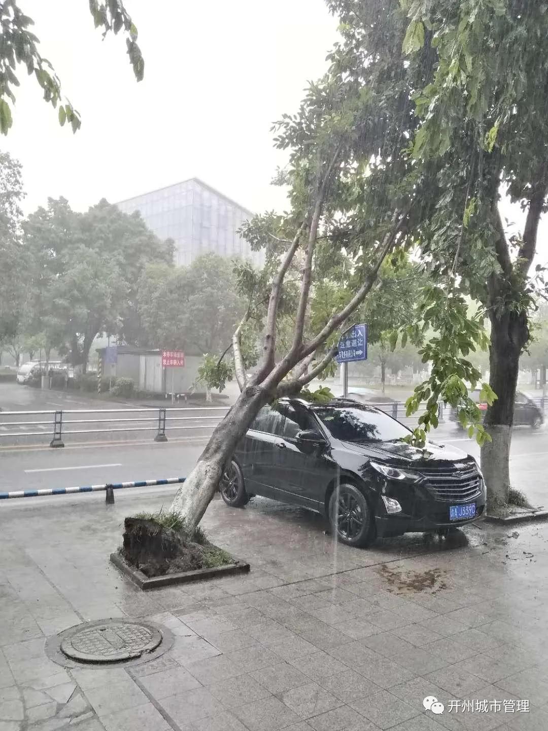 开州“6.11暴雨”后遗症：树木倒伏，车辆受损，护栏被毁...：雷火电竞在线登录官网(图6)