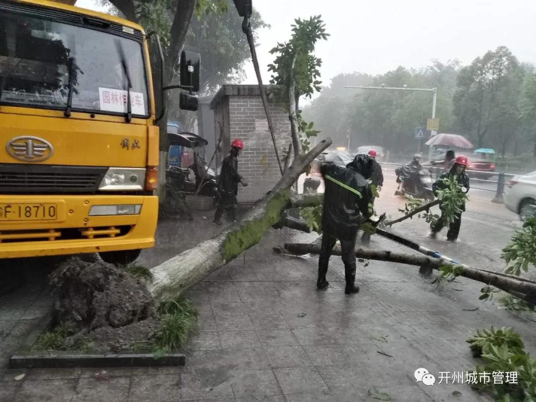 开州“6.11暴雨”后遗症：树木倒伏，车辆受损，护栏被毁...：雷火电竞在线登录官网(图7)