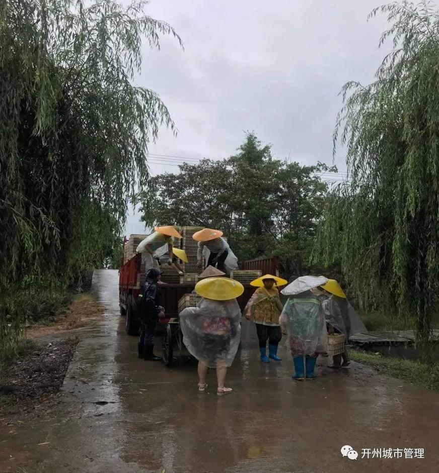 开州“6.11暴雨”后遗症：树木倒伏，车辆受损，护栏被毁...：雷火电竞在线登录官网(图10)