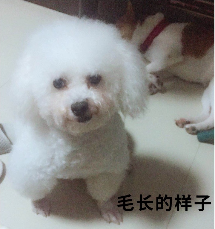 “江南JN体育登录入口”寻狗启示：白色比熊犬，有断尾，后背有一块斑，有看到的请联系我(图1)