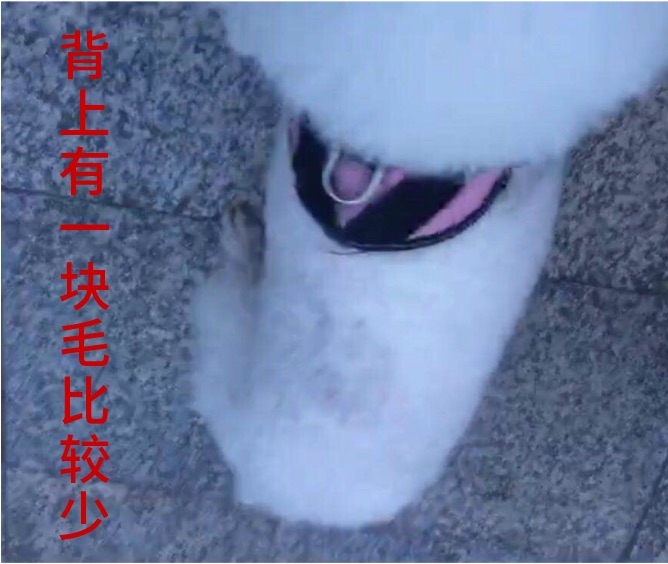 “江南JN体育登录入口”寻狗启示：白色比熊犬，有断尾，后背有一块斑，有看到的请联系我(图3)
