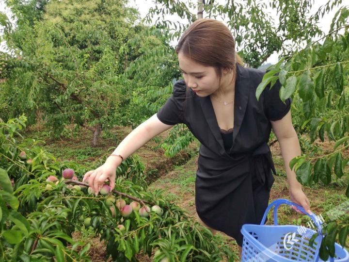 开州九岭村40000斤茵红李成熟，等你来采摘-雷火电竞在线登录官网(图2)