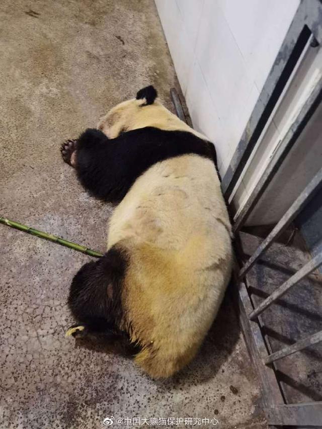 大熊猫雷雷死亡，年龄约31岁，曾生育了5仔-雷火电竞首页(图1)