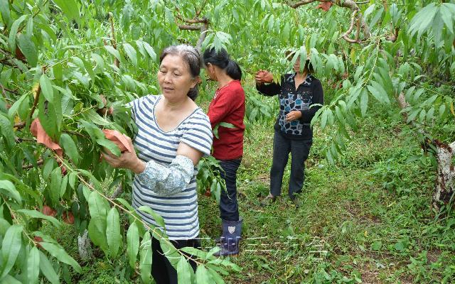 bat365官网登录_距离开州城区仅10公里！这里的30多亩金秋蜜桃熟了，赶紧去结果果吧！(图3)