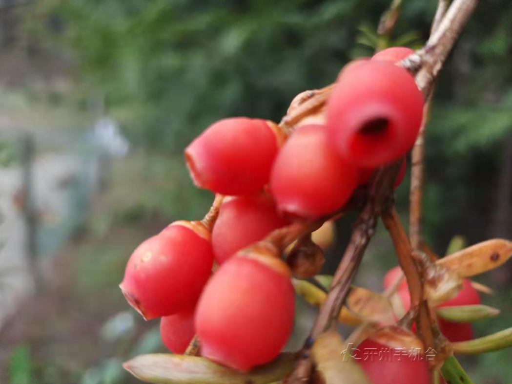 云开·全站APPkaiyun-敦好的500多亩红豆杉成熟了！形似樱桃儿，晶莹剔透，看起来好美味！(图2)