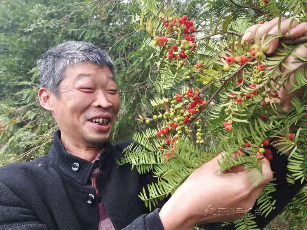 云开·全站APPkaiyun-敦好的500多亩红豆杉成熟了！形似樱桃儿，晶莹剔透，看起来好美味！(图3)