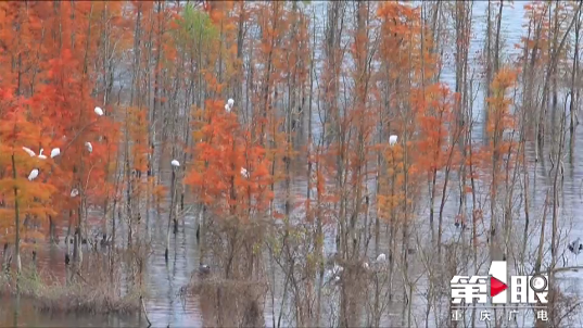 首次发现！开州汉丰湖惊现全球濒危物种，快来看看这么可爱的小动物长什么样-九游会j9网站首页(图11)