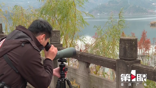 首次发现！开州汉丰湖惊现全球濒危物种，快来看看这么可爱的小动物长什么样_半岛官方下载入口(图4)