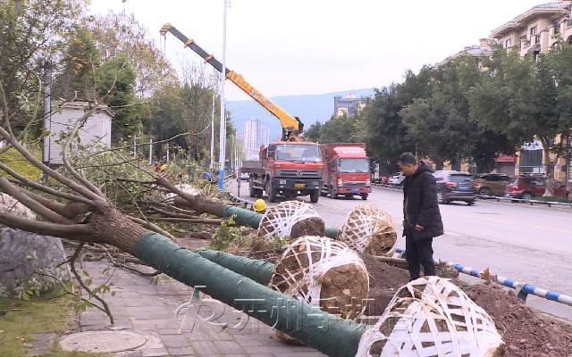 开州滨湖西路补栽行道树 美化城市环境“bat365在线官网登录入口”(图2)