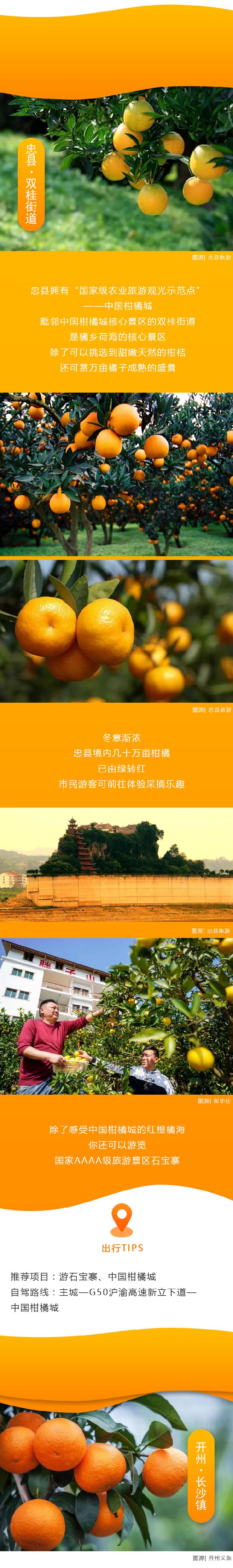 kaiyun官方网站_开州的柑橘熟了，一图收藏全攻略！(图1)