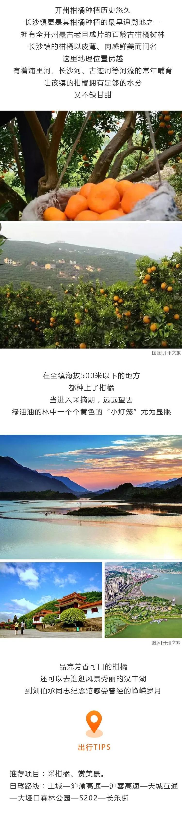 kaiyun官方网站_开州的柑橘熟了，一图收藏全攻略！(图2)