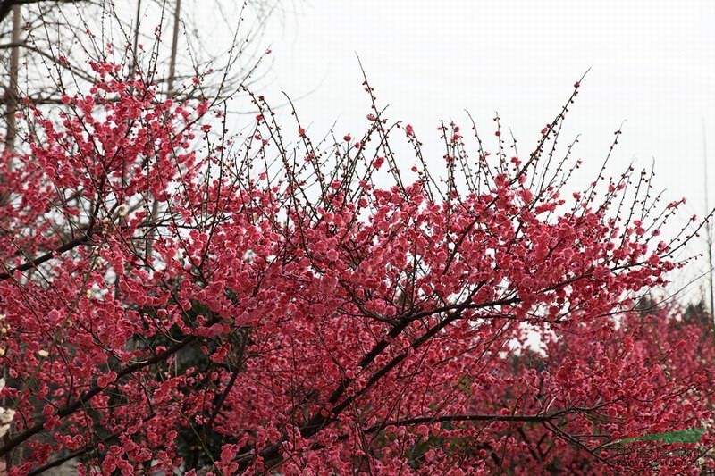 “kaiyun官方网站”滨湖公园的红梅开了！快约上朋友一起去看吧！(图2)