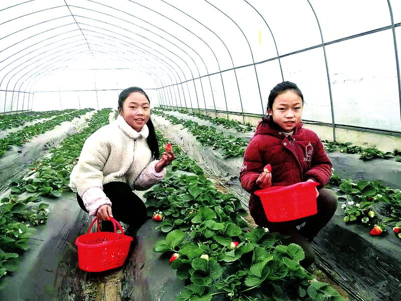 “半岛官方下载地址”温泉草莓熟了！快去摘呀！(图1)