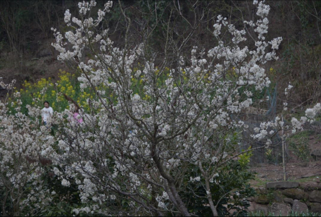 m6米乐官网在线登录：200多亩樱桃花竞相绽放，成为开州人赏花的打卡地(图2)