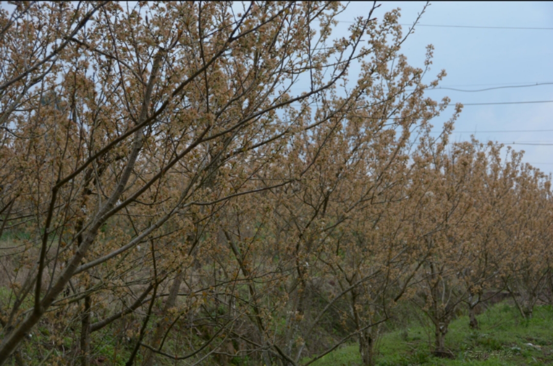 m6米乐官网在线登录：200多亩樱桃花竞相绽放，成为开州人赏花的打卡地(图1)