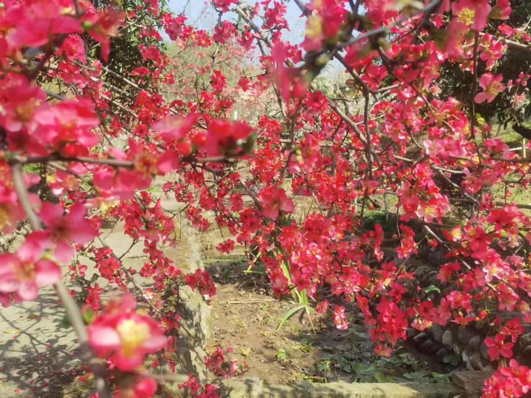 春天的正确打开方式，四美盛山植物园赏海棠！【环球体育官网网站入口】(图2)
